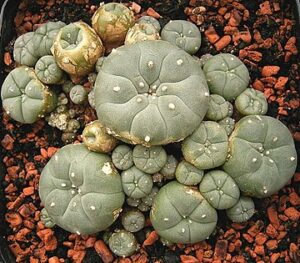 360px-Lophophora_williamsii_ies