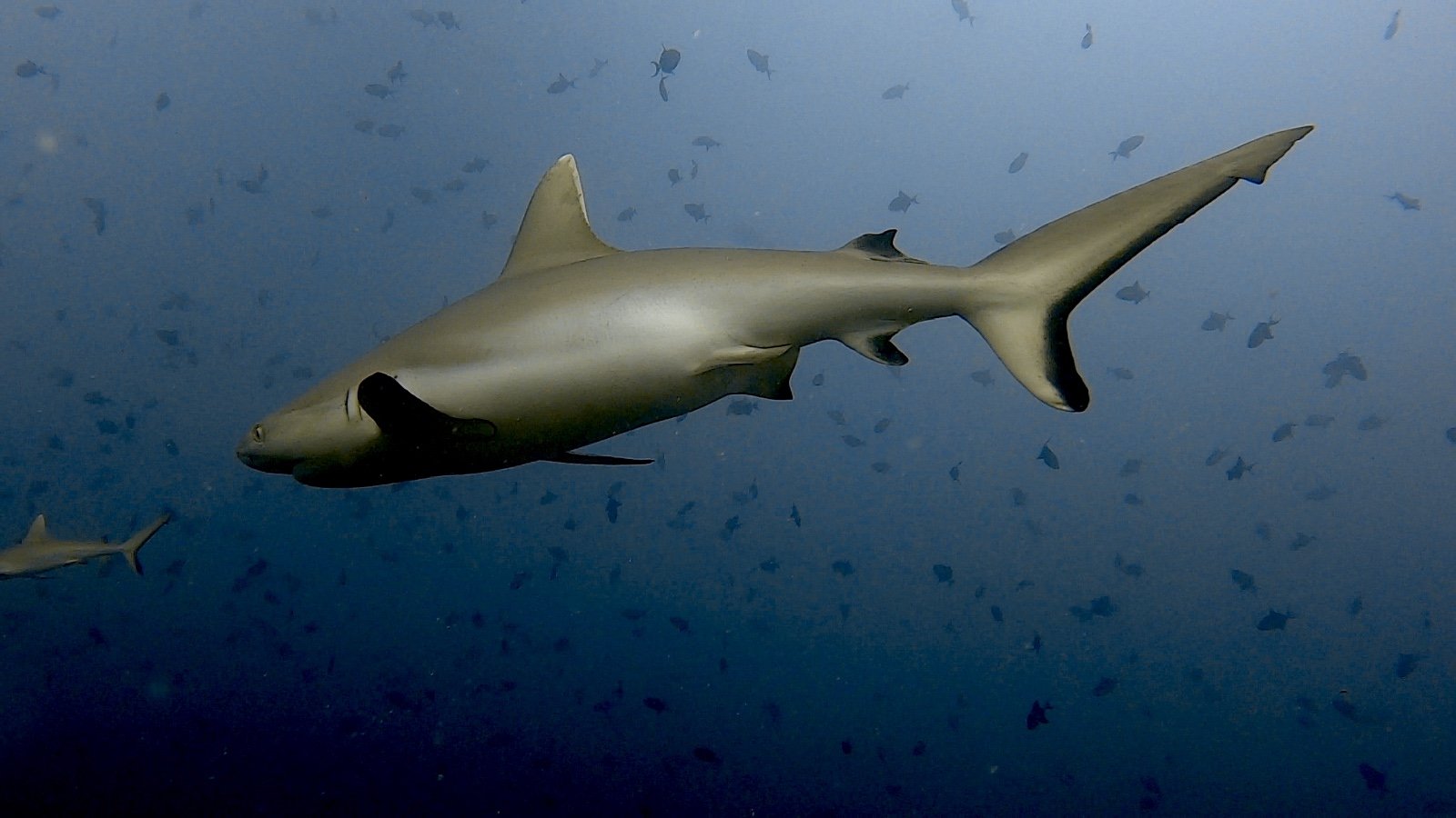 Un requin parmi les poissons