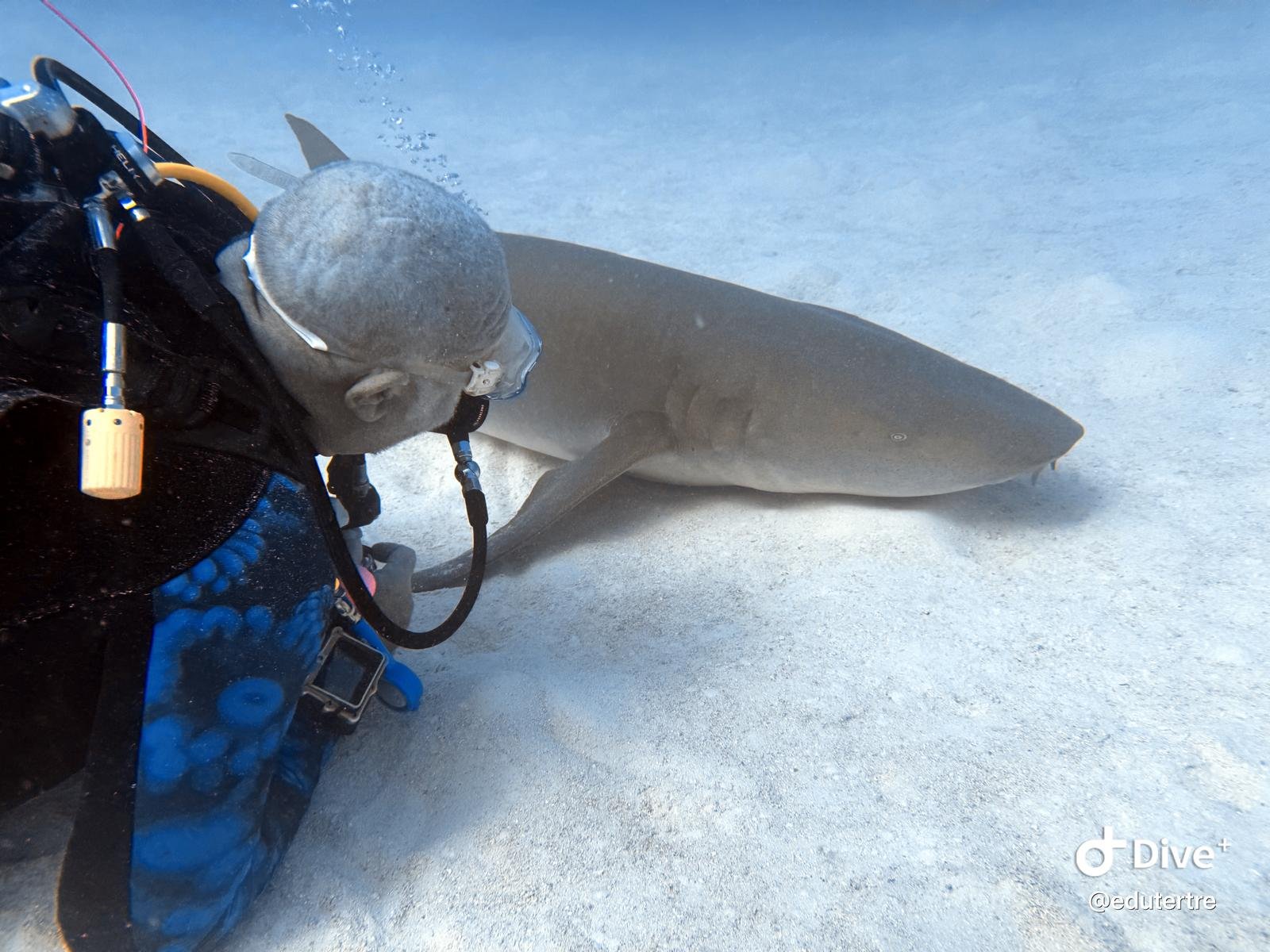 Un plongeur près d’un requin