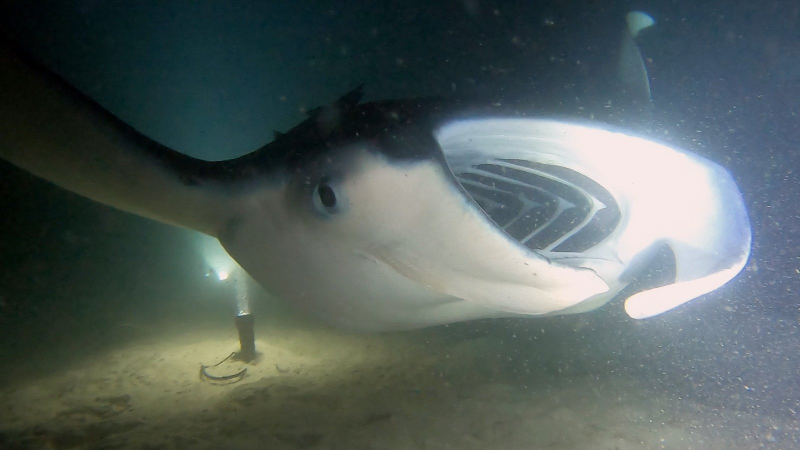 Une manta photographiée sous l’eau