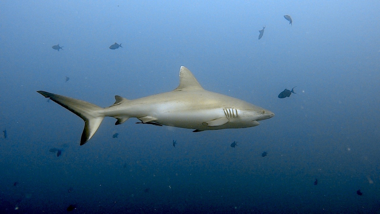 Un requin photographié dans l’eau bleue