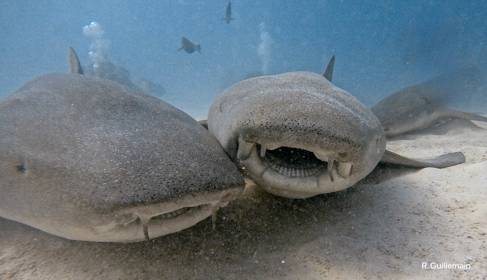 Des requins posés sur le fond