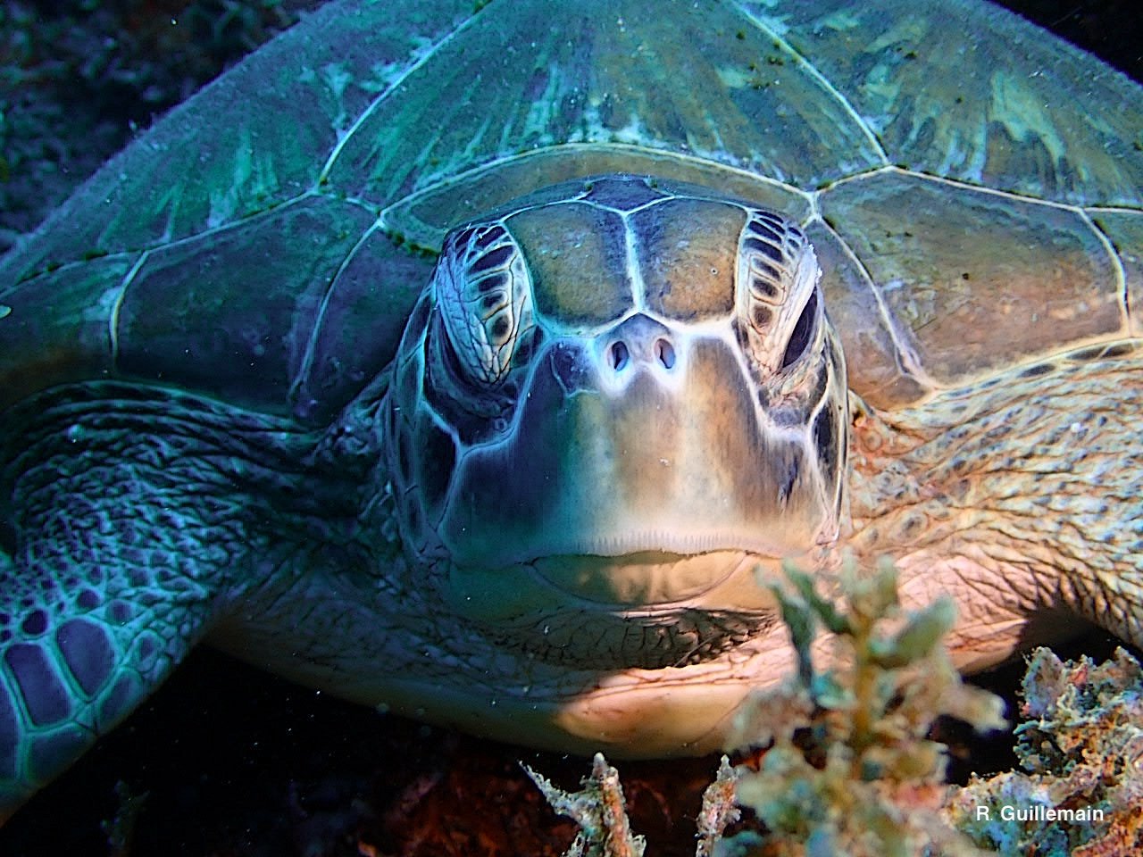 Tortue photographiée sous l’eau