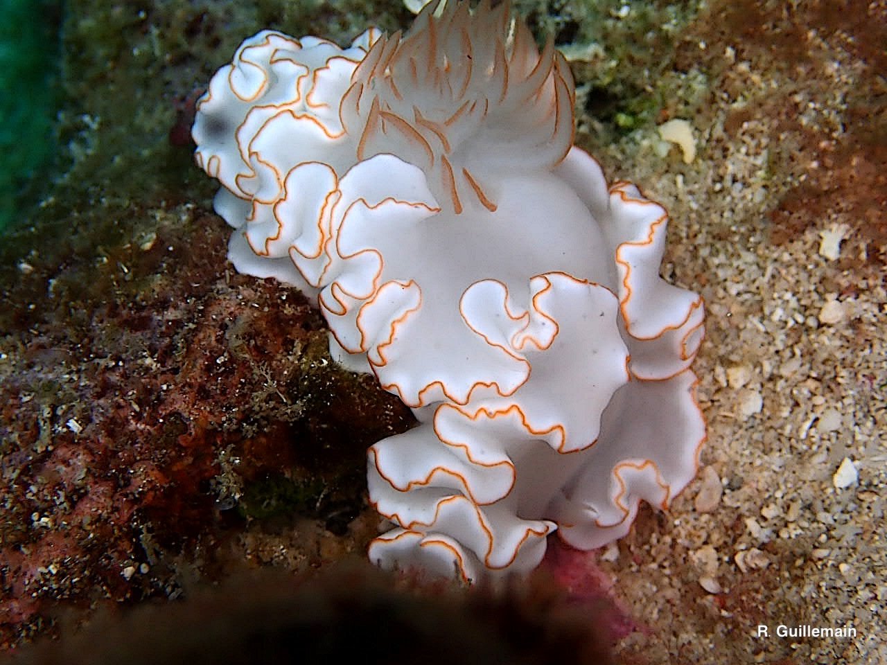 Un nudibranche sous l’eau