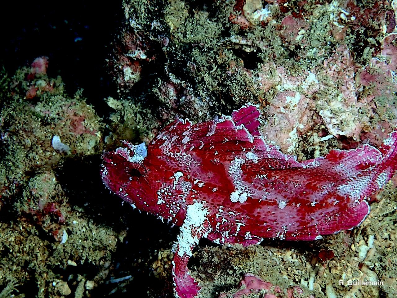 Un poisson sur le récif