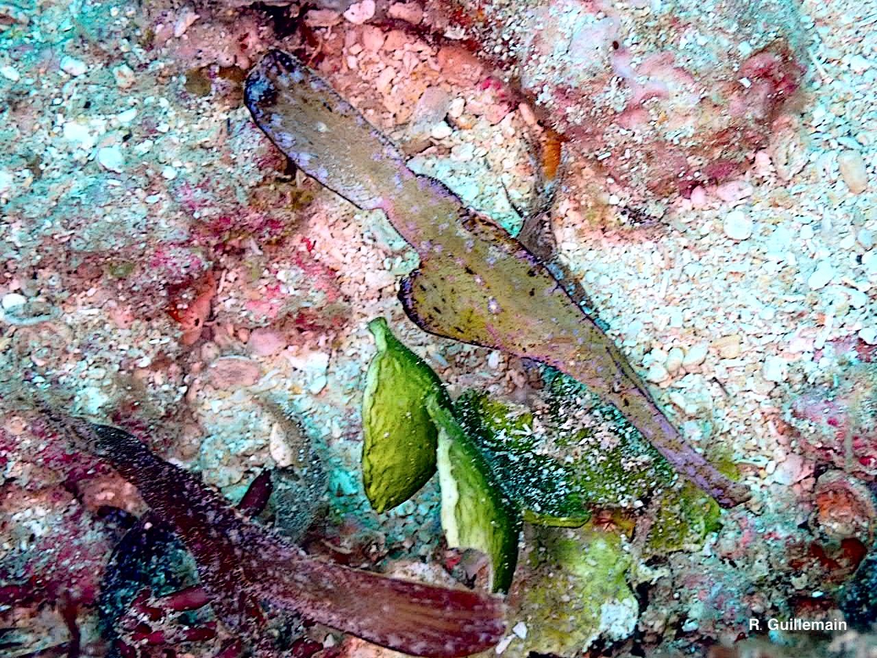 Un poisson camouflé sur le récif