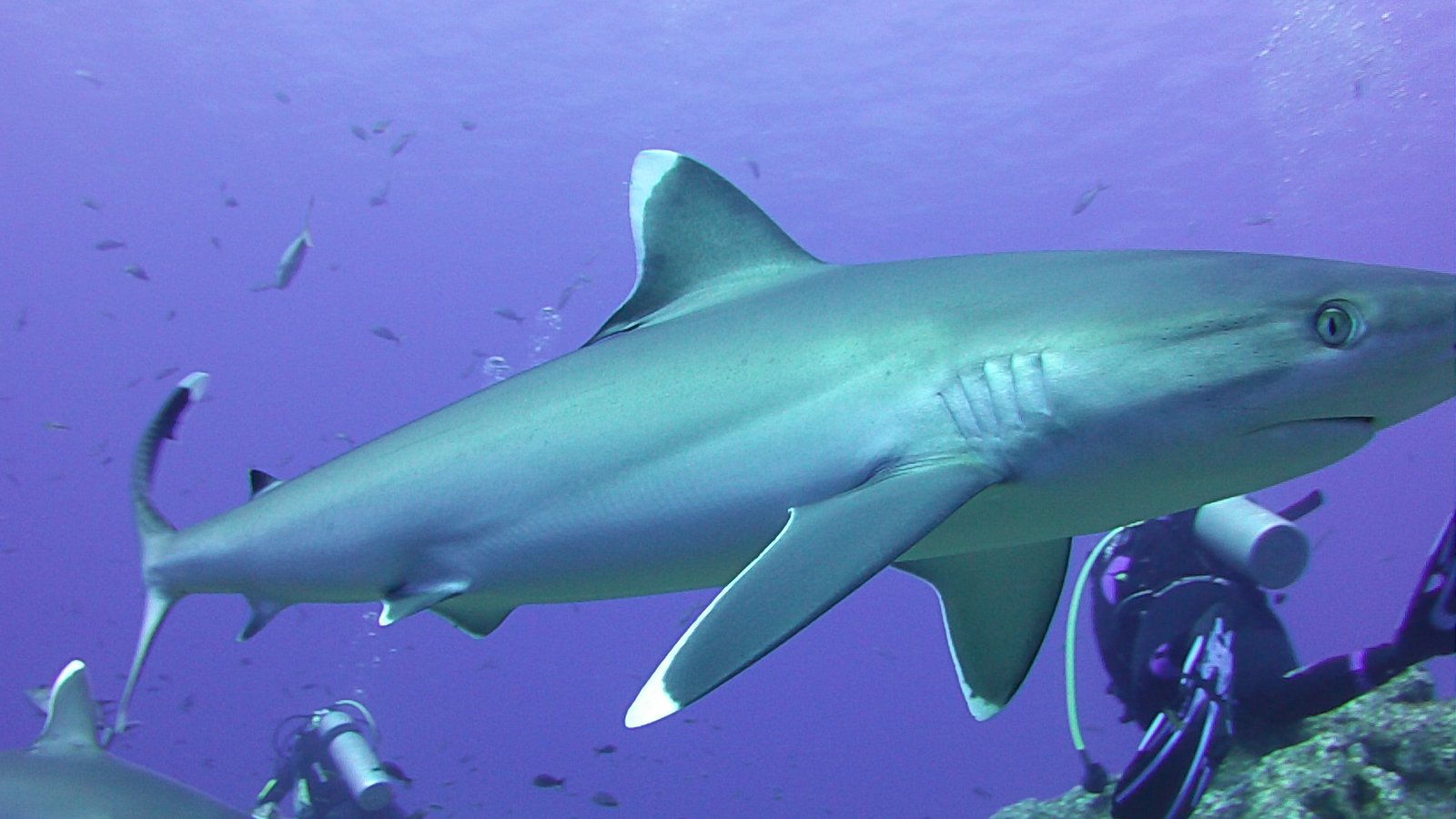 Un requin près d’un plongeur