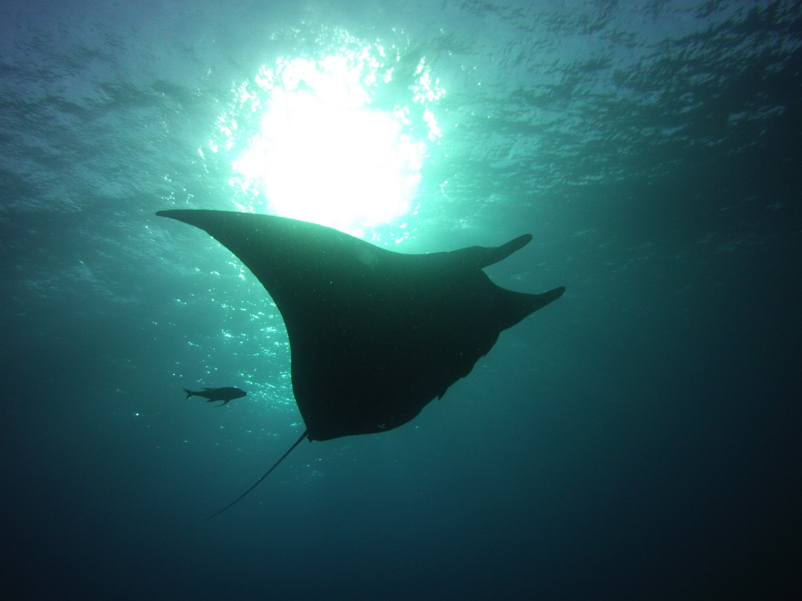 Une manta en contre-jour