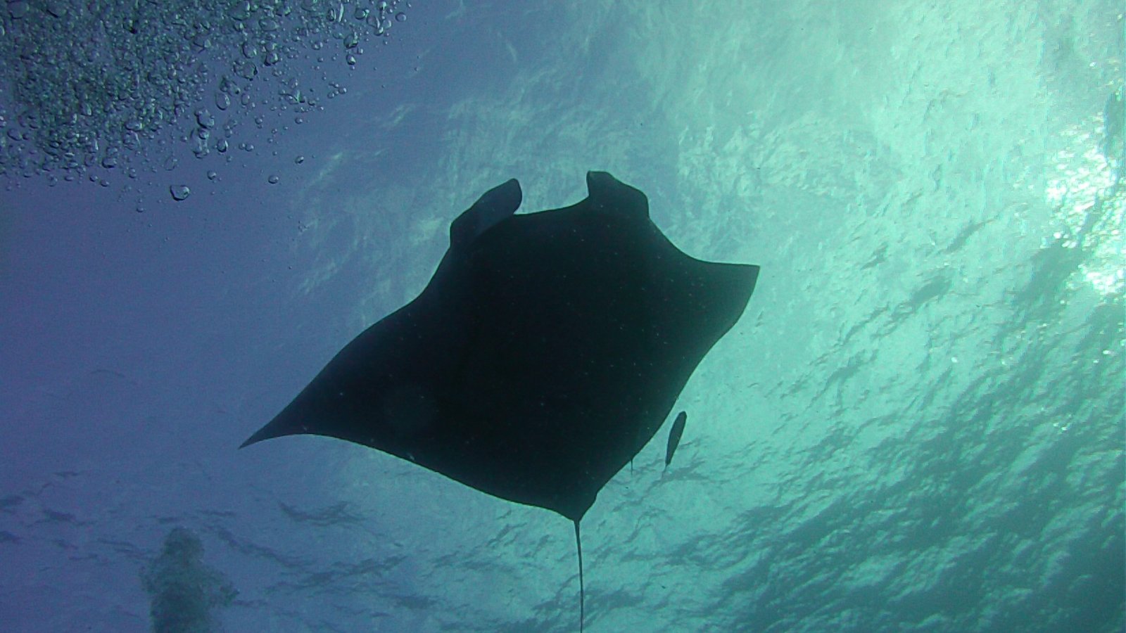 Une manta photographiée sous l’eau