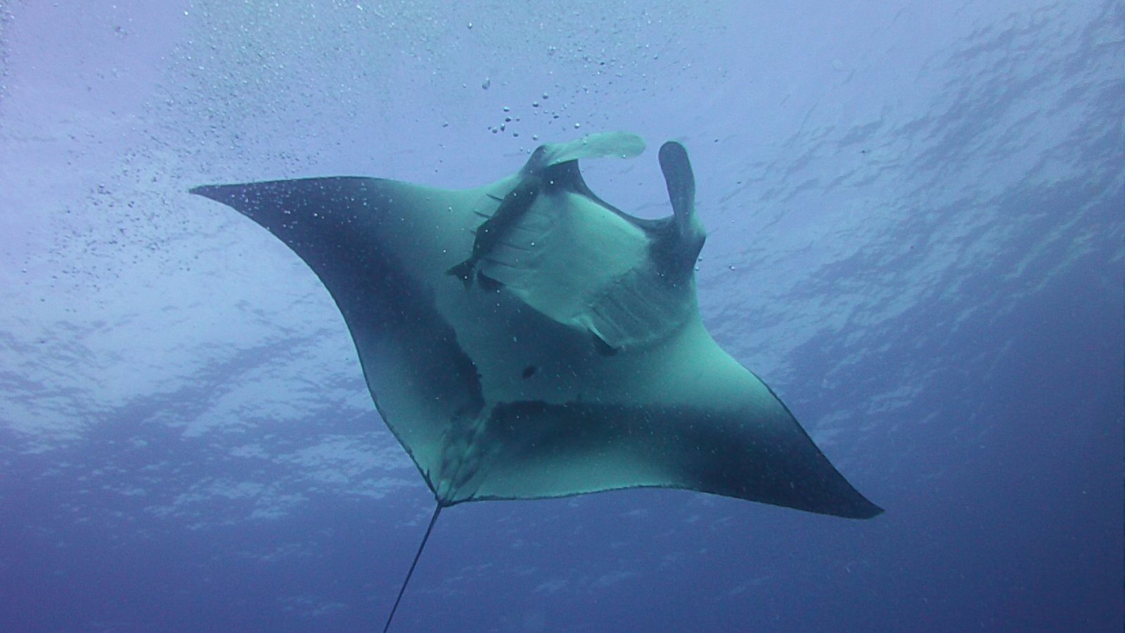 Une manta dans l’eau bleue