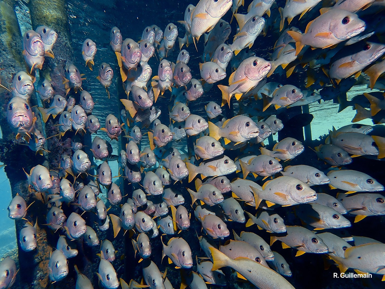 Un banc dense de poissons sous l’eau