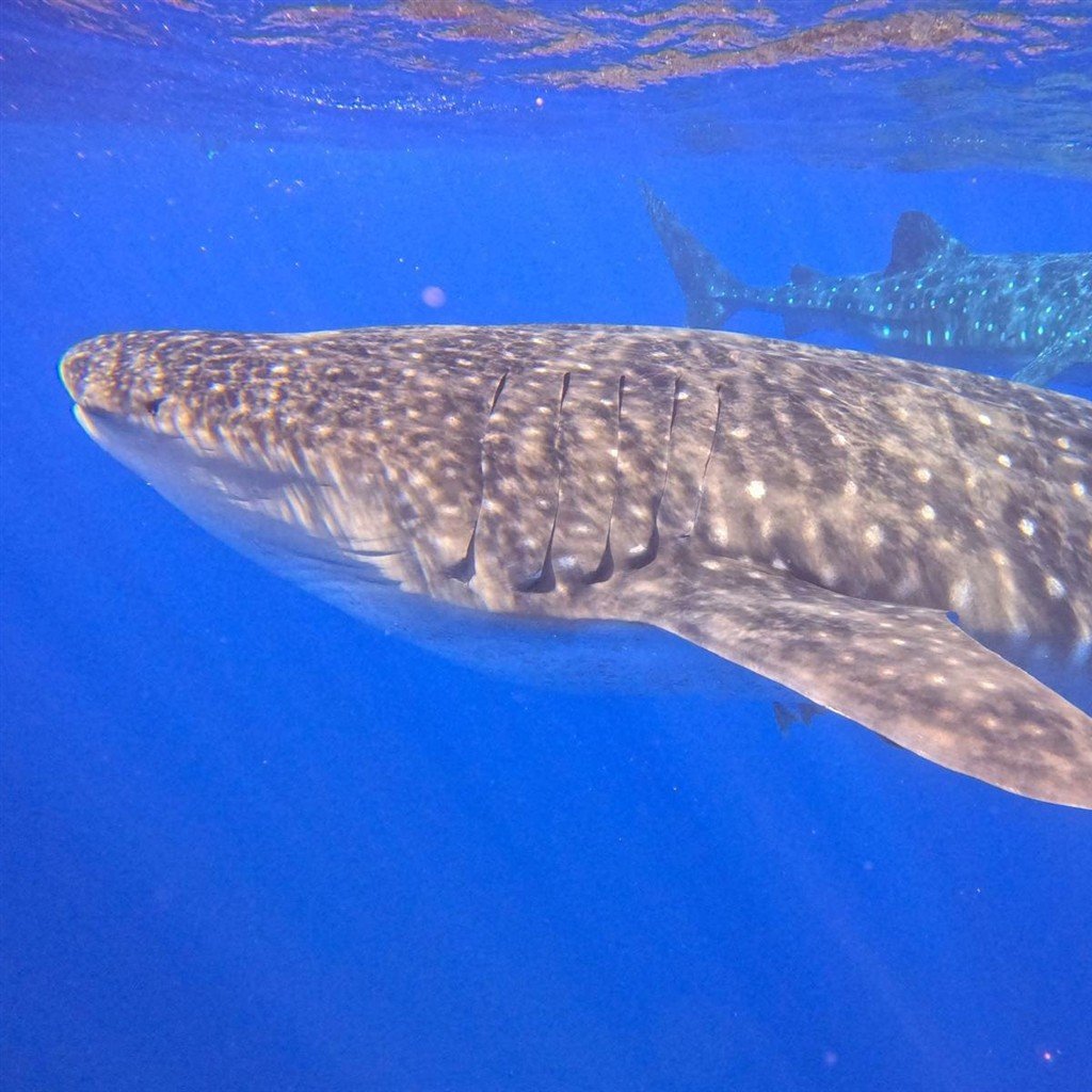Requins-baleines dans les eaux de Sainte-Hélène