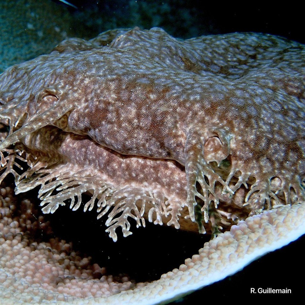 Portrait sous-marin d’un poisson camouflé — Sulawesi, photographie R. Guillemain